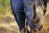 Black Rhinoceros (Diceros bicornis). Sweetwater Game Reserve. Kenya