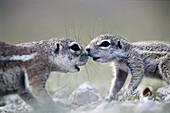 Mother and baby ground squirrel (Xerus inauris). Etosha National Park. Namibia