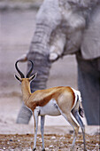 Springbok (Antidorcas marsupialis) and african elephant (Loxodonta africana). Etosha National Park. Namibia