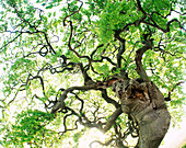 Beech tree (Fagus sylvatica). Torna Hällestad. Skåne. Sweden. Scandinavia