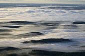 Forest in fog, landscape Alingsas Sweden