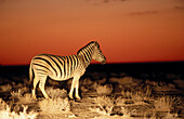 Boehms Zebra (Equus burchelli boehmi) in the night. Etosha National Park, Namibia