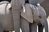 African Elephant (Loxodonta africana) with baby. Etosha National Park, Namibia