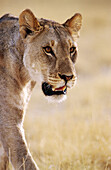 Lion (Panthera leo). Etosha National Park, Namibia