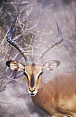 Impala (Aepyceros melampus), male. Etosha National Park, Namibia