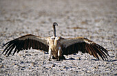 White-backed Vulture (Gyps africanus), Etosha National Park. Namibia