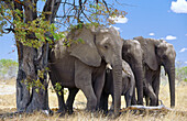African Elephants (Loxodonta africana) in shade, Etosha National Park. Namibia