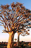 Kokerboom or quiver trees (Aloe dichotoma). Keetmanshoop, Namibia