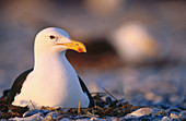 Kelp Gull (Larus dominicanus). Bird Island, Lamberts Bay, South Africa