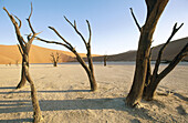 Dead trees in dry land, desert. Sossusvlei, Namib-Naukluft National Park, Namibia