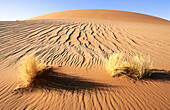 Grass in desert sand dunes. Sossusvlei, Namib-Naukluft National Park, Namibia