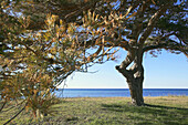 Pine tree and sea. Gotland. Sweden