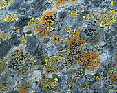 Lichen on mountain stone. Norway