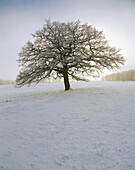Tree, oak (Quercus robur), winter, snow, landscape, cold, blue. Röddinge, Skåne.