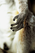 Wildlife Primates Ring-taild lemur, (Lemur catta), hand. Madagascar