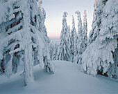 Winter forest, morning light. Västerbotten. Sweden.