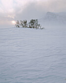 Wind, snow storm. Birch trees, mountain area. Sarek national park. Lappland. Sweden.