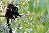 Black lemur, (Eulemur macaco), animal, primate, Lemur, female, sun light. Nosy Komba, Nosy be, north of Madagascar
