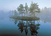 Lake, mist, fog, summer morning, pine forets, island, water. Knuthöjdsmossen. Västmanland. Sweden.