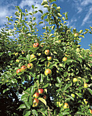 Apples on apple tree, blue sky. Latorp. Närke. Sweden