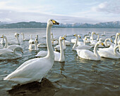 Wildlife Birds, Whooper swans, (Cygnus cygnus), winter, ice, animal, in landscape, group of swans. Lake Koccharo-ko. Hokkaido. Japan