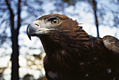 Goilden eagle (Aquila chrysaetos), Sweden