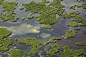 Reeds in lake, aerial view. Tåkern, Östergötland, Sweden
