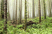Sitka Spruce (Picea sitchensis) and Sword Fern (Polystichum munitum) in Juan de Fuca Provincial Park. Vancouver Island, British Columbia