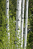 Paper Birch (Betula papyrifera) near Rock Creek, British Columbia, 20 May 2005.
