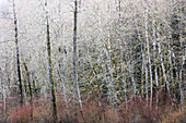 Woods on the bank of the Cowichan River. Vancouver Island, British Columbia, Canada, 12 February 2006.
