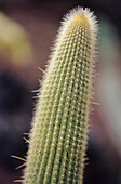 Cactus field at Guatiza, Lanzarote. Canary Islands. Spain