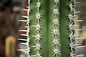Cactus field at Guatiza, Lanzarote. Canary Islands. Spain