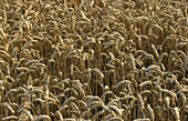 Agriculture, Background, Backgrounds, Cereal, Cereals, Color, Colour, Country, Countryside, Crop, Crops, Daytime, Ear, Ears, Exterior, Farming, Field, Fields, Grain, Natural background, Natural backgrounds, Nature, Outdoor, Outdoors, Outside, Plant, Plant