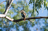 Kookaburra (Dacelo sp.). Australia