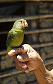 Pet jungle bird (green loro or lorikeet) sits on locals finger, in the village of Santa Rosa, Bolivian Amazon.
