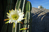 Flowering cactus and whitewashed hut in background.
