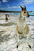 Western grey kangaroos (Macropus fuliginosus) on the beach at Lucky Bay, Cape Le Grand National Park, near Esperance, Western Australia.