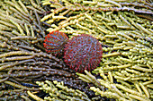 Sea urchins and seaweed at low tide, Cape Le Grand National Park, near Esperance, Western Australia.