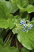 Chatham Island forget-me-not (Myosotidium hortensia). New Zealand