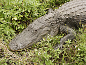 Florida Everglades, alligator
