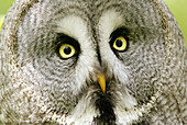 Great Gray Owl (Strix nebulosa). Captive, Germany