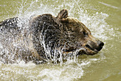 Brown Bear (Ursus arctos). Captive. Bayerischer Wald Nationalpark. Bavaria. Germany