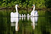 Mute swan (Cygnus olor). Adults with ducklings. Germany.