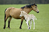 Haflinger horse. Adult and foal. Germany