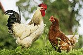 Domestic fowl, rooster and hen