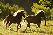 Icelandic horses. Germany