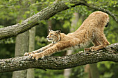 European Lynx (Lynx lynx). Captive. Germany