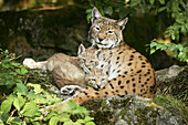 European Lynx (Lynx lynx) family. Captive. Germany