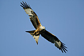 Red Kite (Milvus milvus)