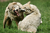 Adult Wolves (Canis lupus), captives
